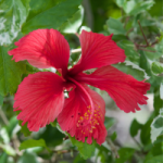 hibiscus-150x150.png