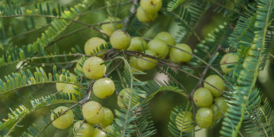 Amla Emblica officinalis – follicle strengthener