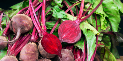 Beetroot Beta vulgaris – red-purple pigment depth