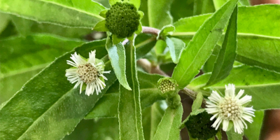 Bhringaraj – Ayurveda's best hair tonic in NILINI Dark Brown