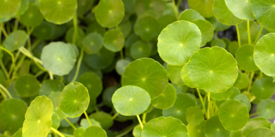 Brahmi Centella asiatica – hair growth stimulant in NILINI Natural Black
