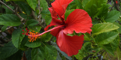 Hibiscus rosa-sinensis – moisture sealing herb in NILINI Natural Black