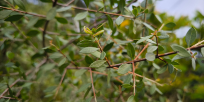 Henna Lawsonia inermis – pigment binder and conditioner